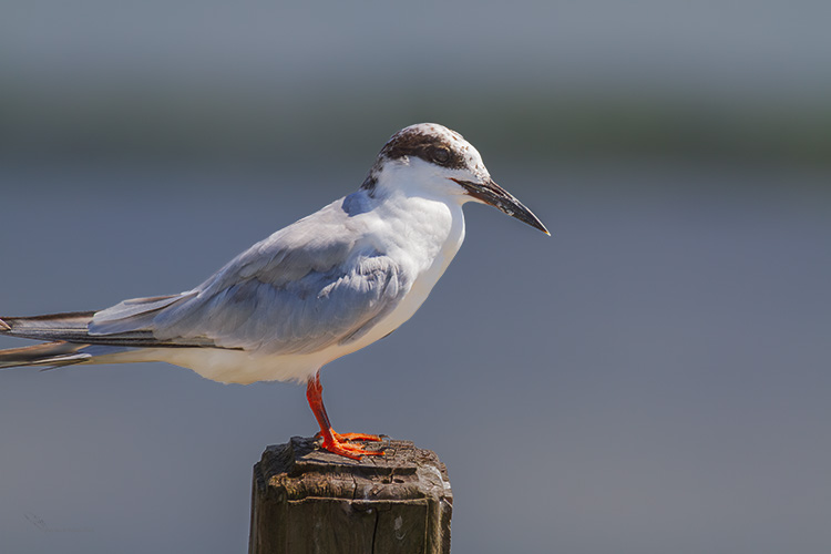 Forster's tern Sterna forsteri 